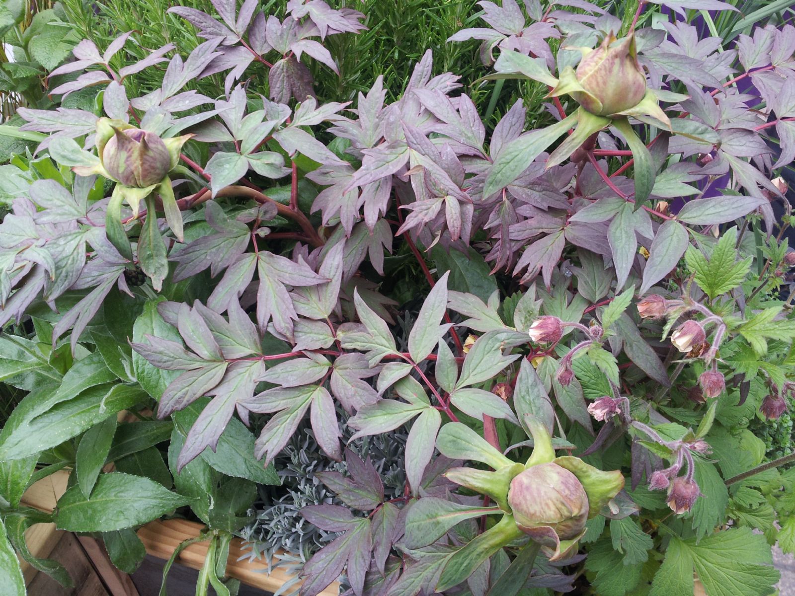 Chelsea Flower Show
